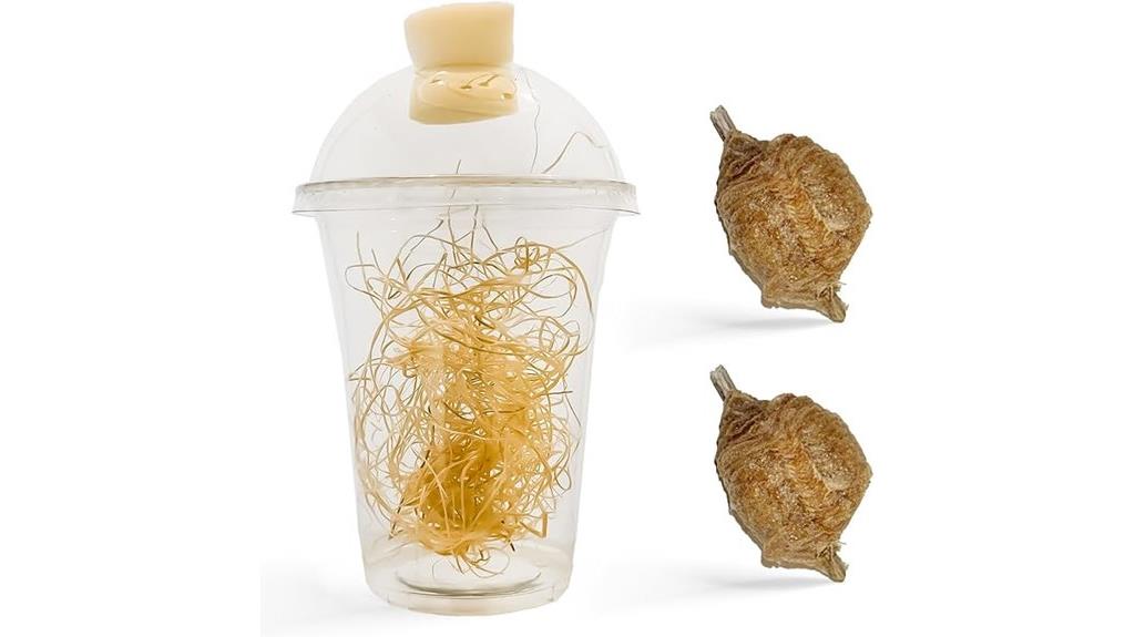praying mantis egg cases