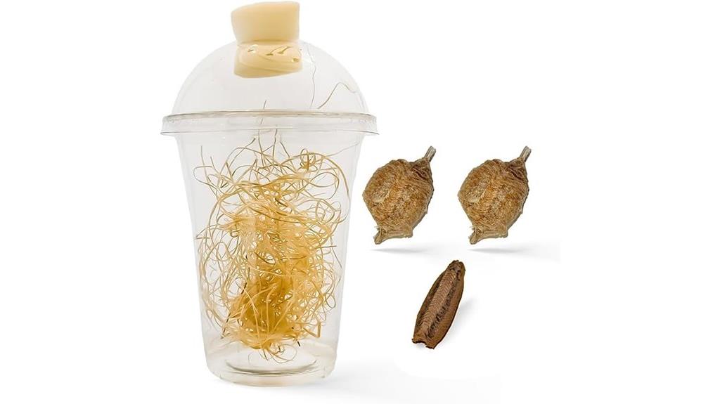 praying mantis egg cup