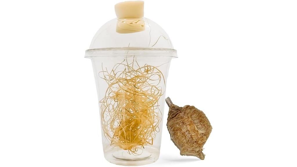 praying mantis egg habitat