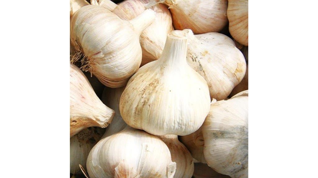 pre order garlic bulbs