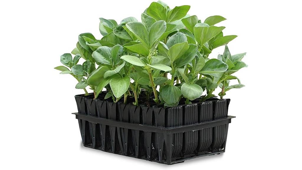 seed and cutting propagation kit