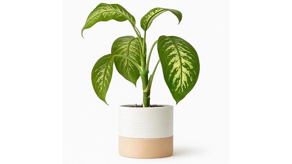 self watering ceramic pots