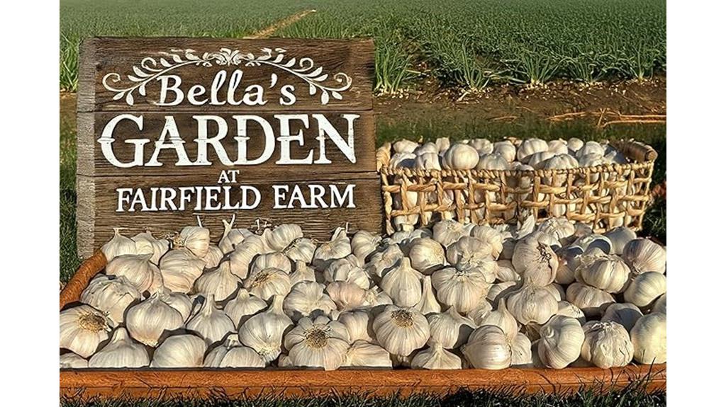 siberian hardneck garlic bulbs
