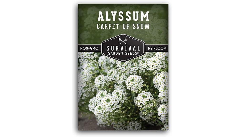 single pack of snow alyssum seeds