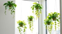 stylish acrylic plant shelves