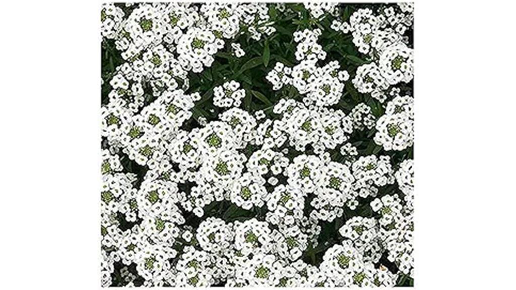 sweet alyssum carpet seeds