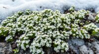 top alyssum seeds for gardens