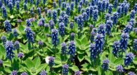 top borage seed heirloom varieties