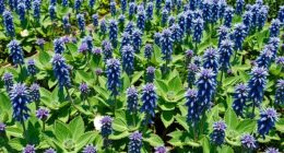 top borage seed heirloom varieties