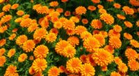 top calendula seeds mix