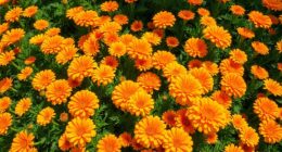 top calendula seeds mix