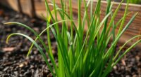 top cold hardy chive seeds
