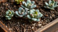 top organic succulent soils