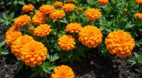 top pest repelling marigold seeds