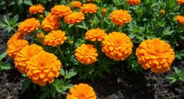 top pest repelling marigold seeds