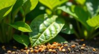 top plant safe insect granules