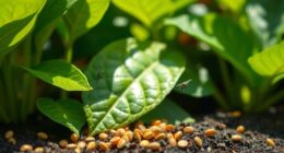 top plant safe insect granules