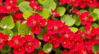 top pollinator attracting crimson clover