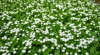 top white clover seeds