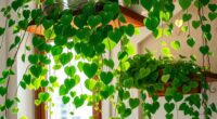 trailing plant care basics