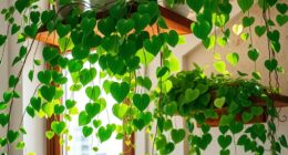 trailing plant care basics