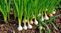 use garlic to deter pests