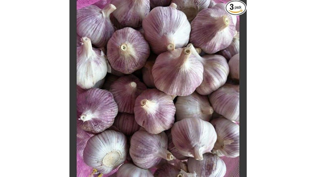 whole early purple italian garlic
