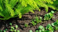 avoid planting fennel nearby