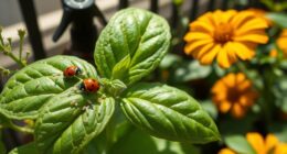balcony pests organic solutions