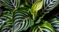 calathea humidity and movement