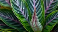 calathea humidity leaf movement