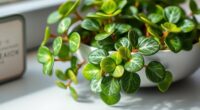 desk friendly peperomia varieties