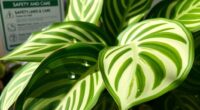 dieffenbachia safety and maintenance