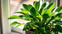 drought tolerant houseplant tips