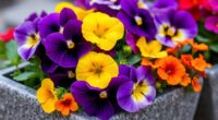 edible flowers for containers