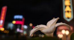 evening urban night fragrance