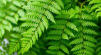 gentle fern fronds care