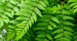 gentle fern fronds care