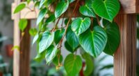 heartleaf philodendron care