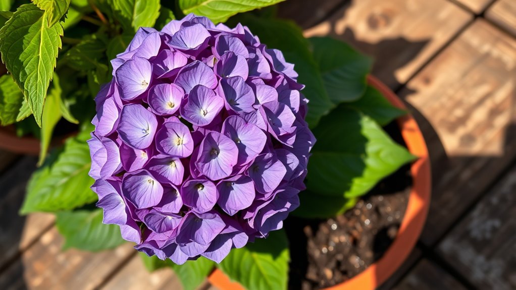 hydrangea planting and maintenance