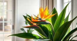 indoor bird of paradise care