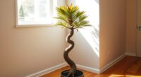 indoor dragon tree care