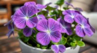 indoor purple shamrock care
