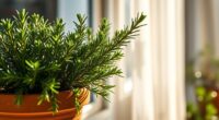 indoor rosemary plant care