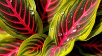 maranta plant care tips