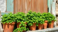 mint pots near doors