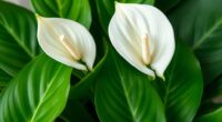 peace lily bloom troubleshooting
