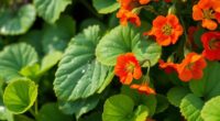plant nasturtiums to trap aphids