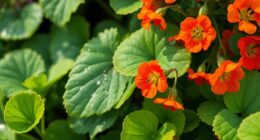 plant nasturtiums to trap aphids