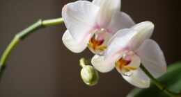 post bloom orchid maintenance